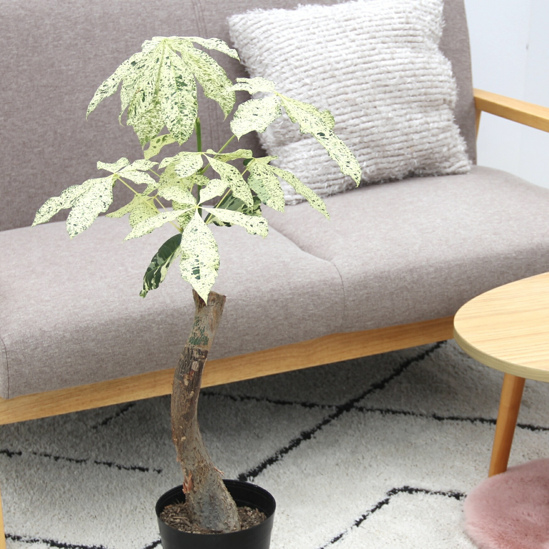 楽天市場】『斑入りパキラ ミルキーウェイ 6号サイズ』お祝い 開店祝い