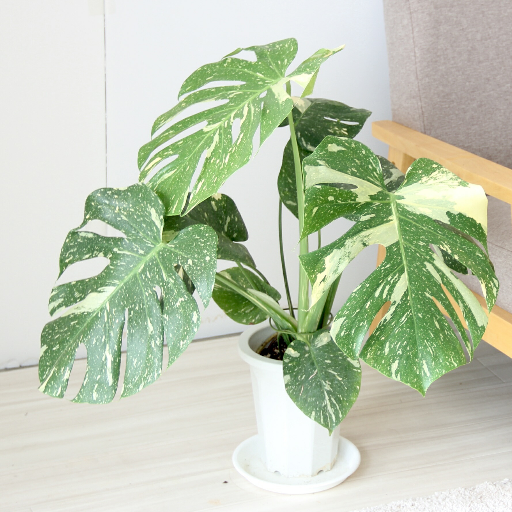 楽天市場】『斑入りモンステラ デリシオーサ タイコンスタレーション 6