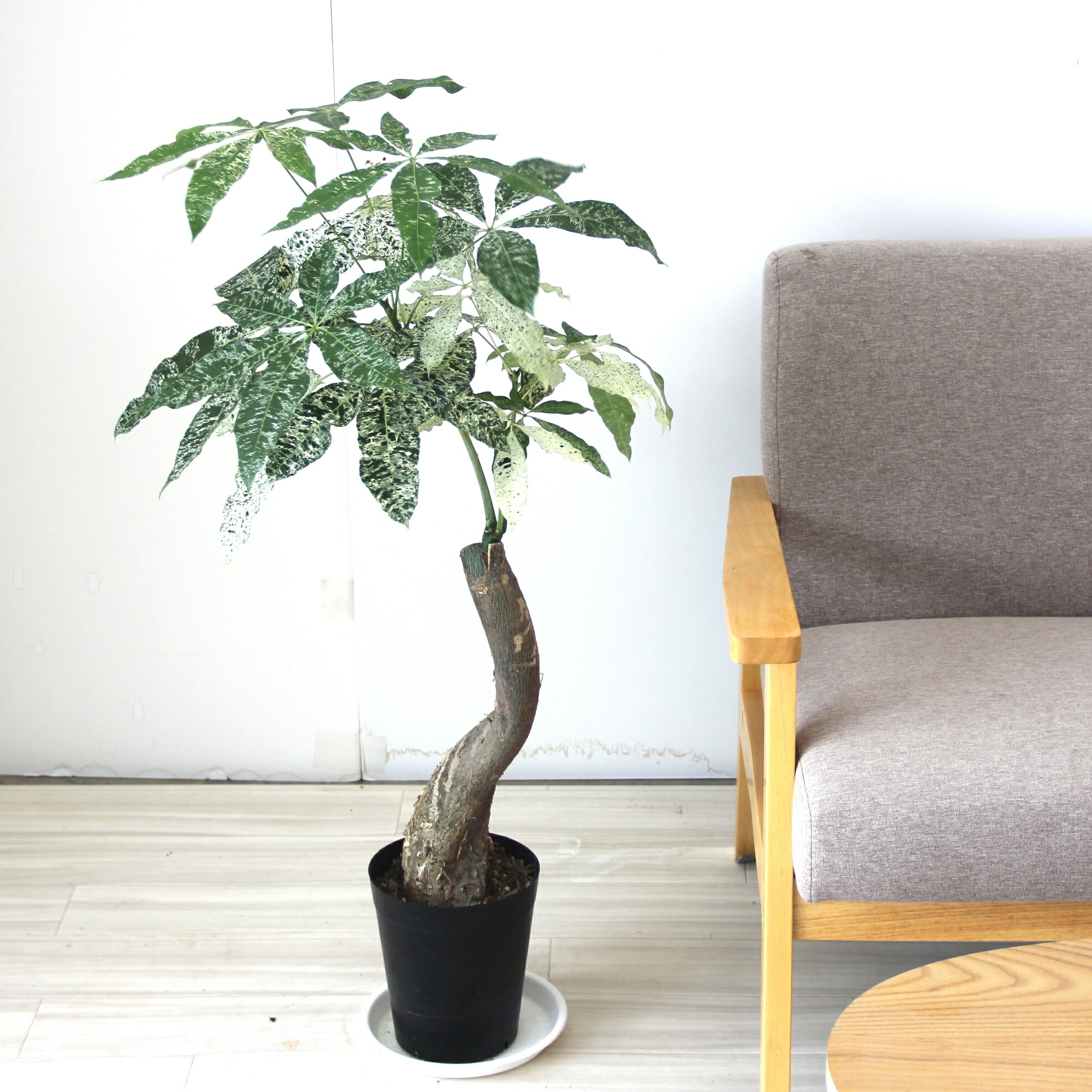 楽天市場】『斑入りパキラ ミルキーウェイ 6号サイズ』お祝い 開店祝い