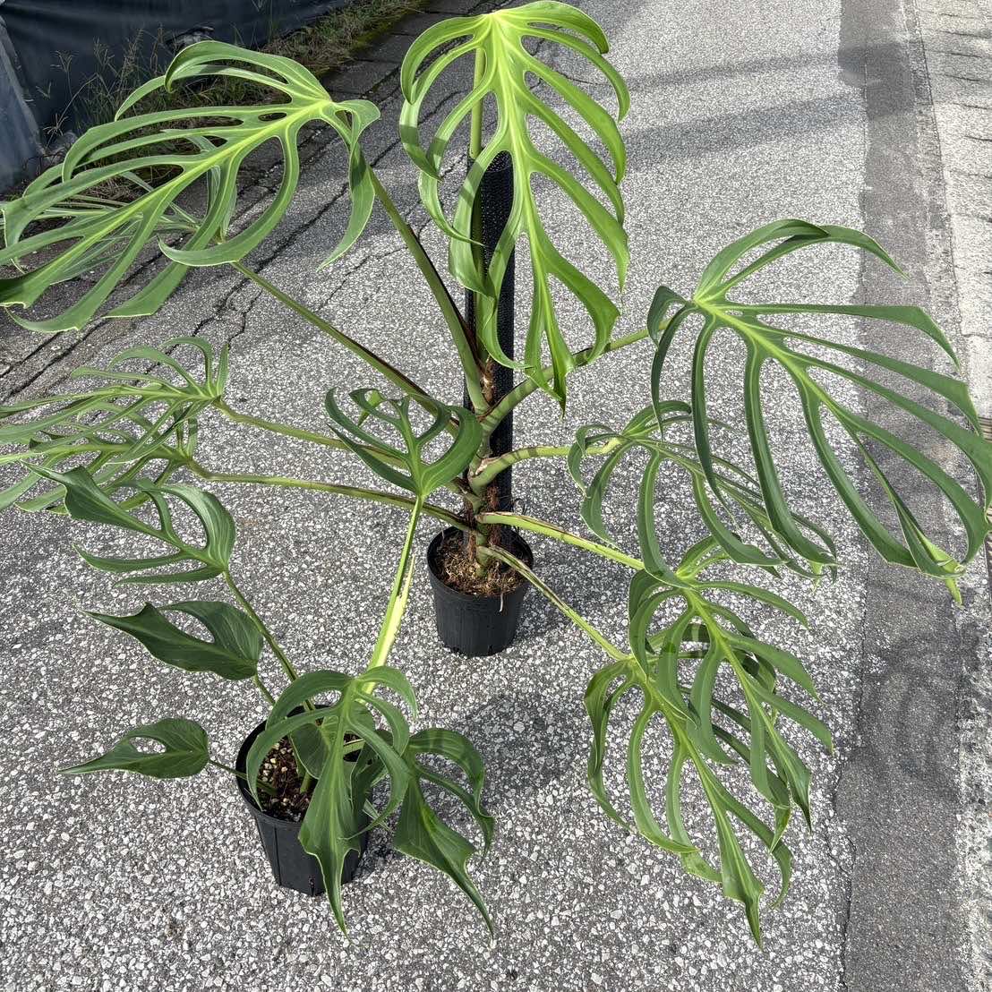 楽天市場】『モンステラ バールマルクスフレーム』Monstera 'Burle