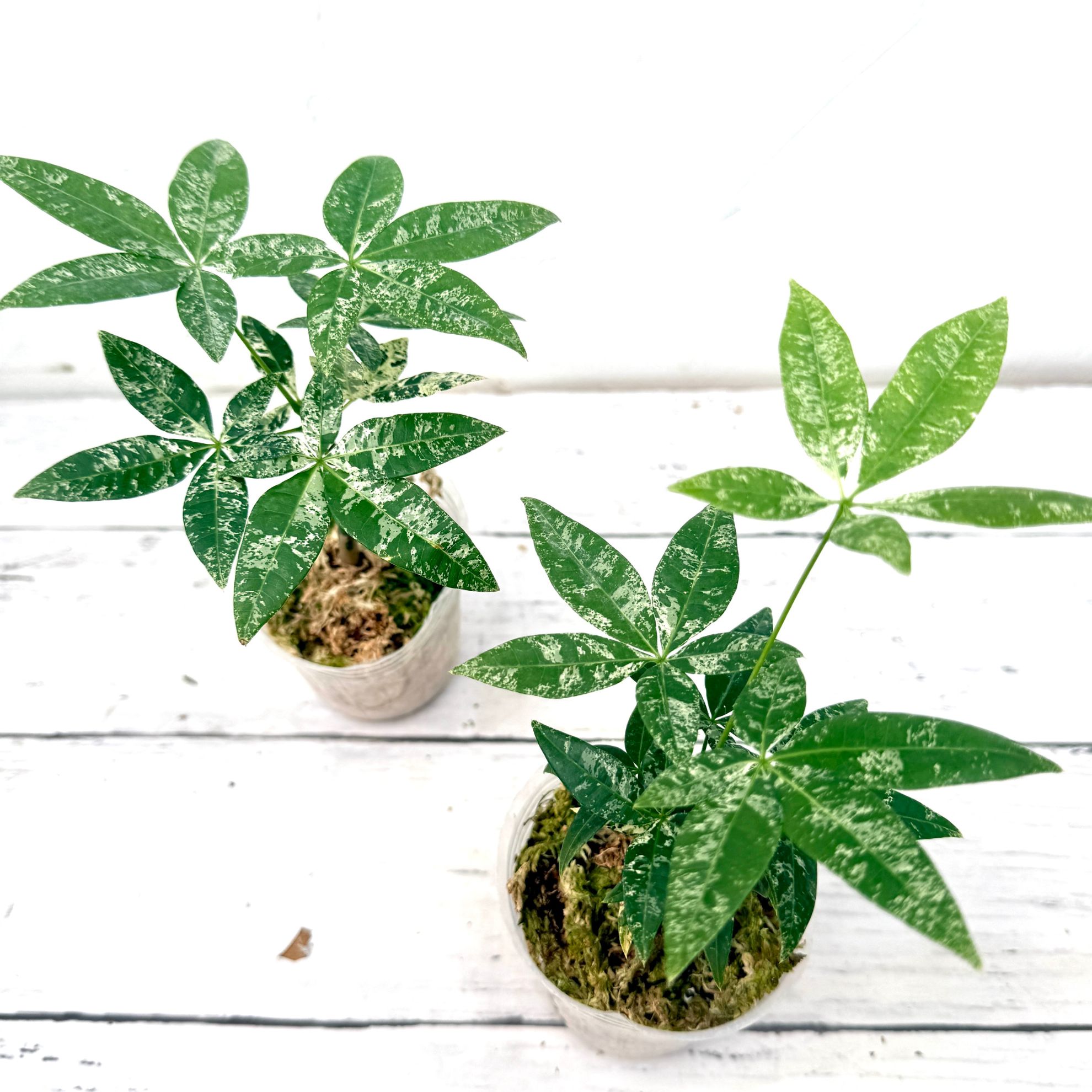 楽天市場】『「パキラ ミルキーウェイ」実生苗 斑入り 』2.5号 3号