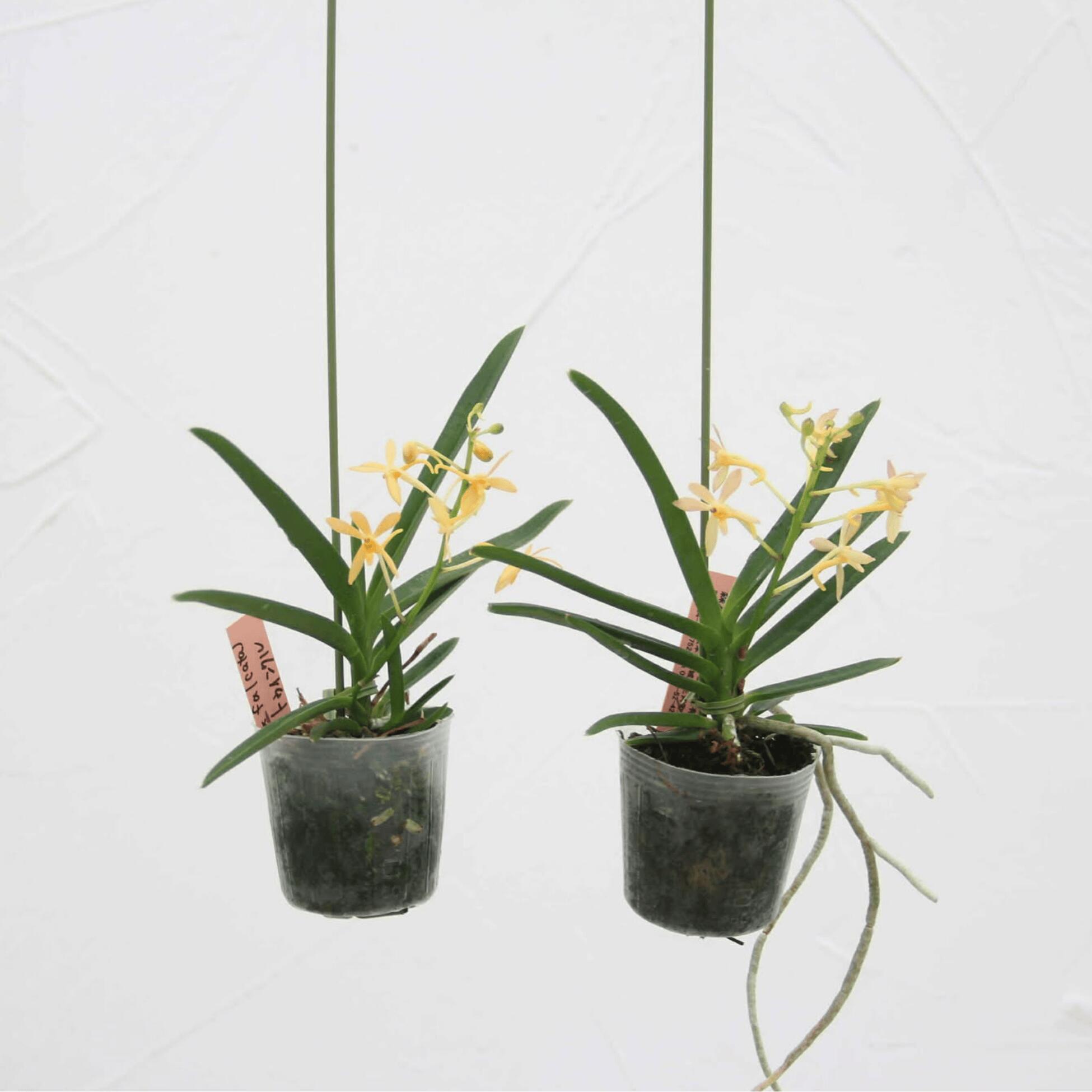 楽天市場】新商品 香りの新品種 洋ランの苗『風蘭系交配種 バンダ