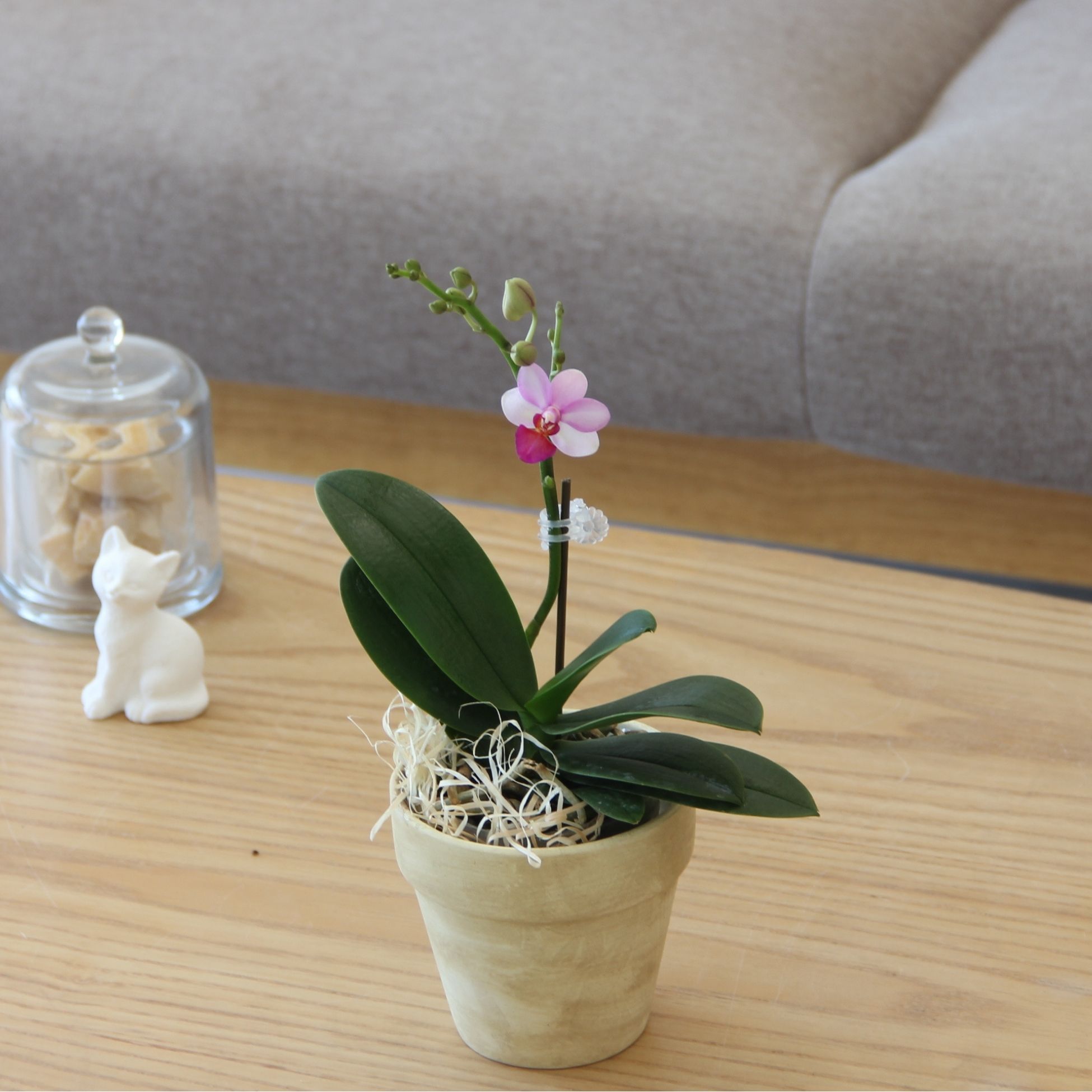 楽天市場】ミニチュアタイプの新商品洋ランの苗『ミニ胡蝶蘭 キュート