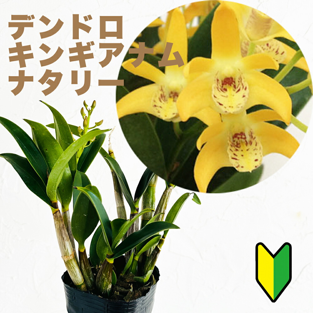 楽天市場】キンギアナム（種類（植物）デンドロビューム）の通販