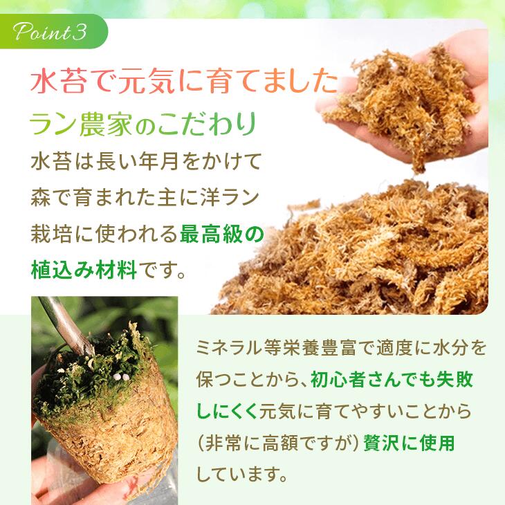 楽天市場】『「パキラ ミルキーウェイ」実生苗 斑入り 』2.5号ポット鉢