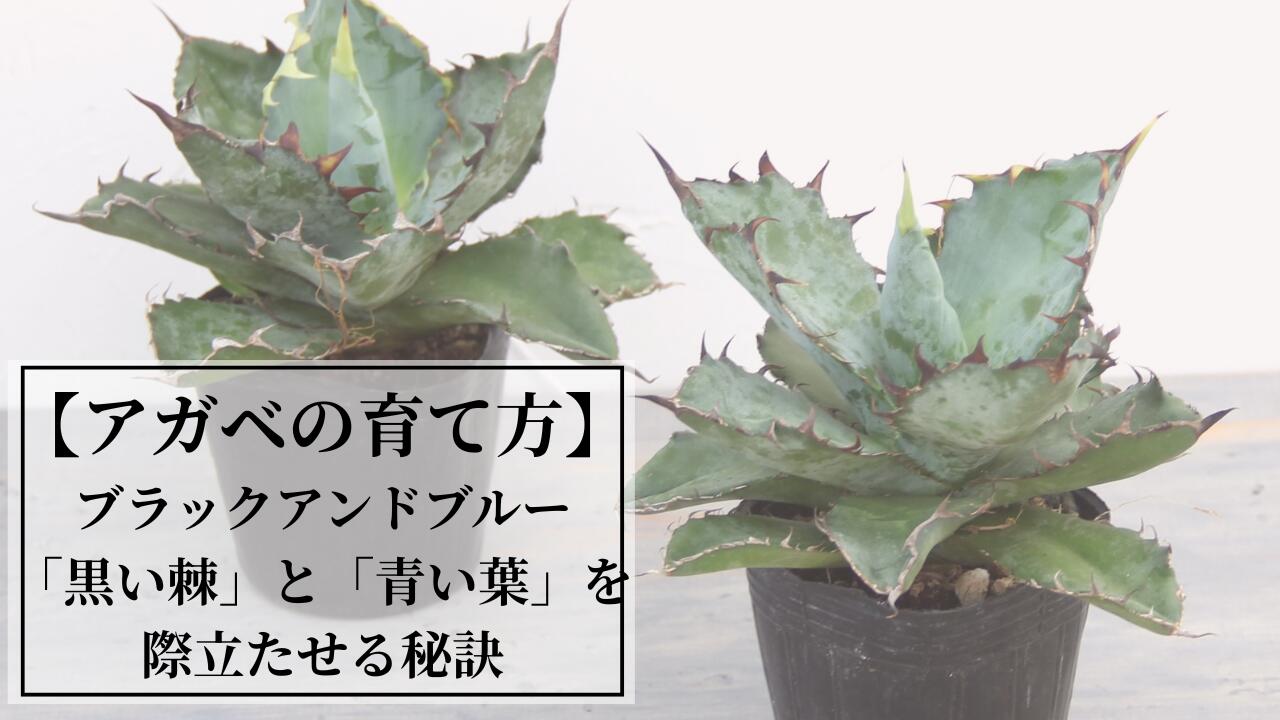 楽天市場 | 森水木のラン屋さん - アガベ・ブラックアンドブルーの育て