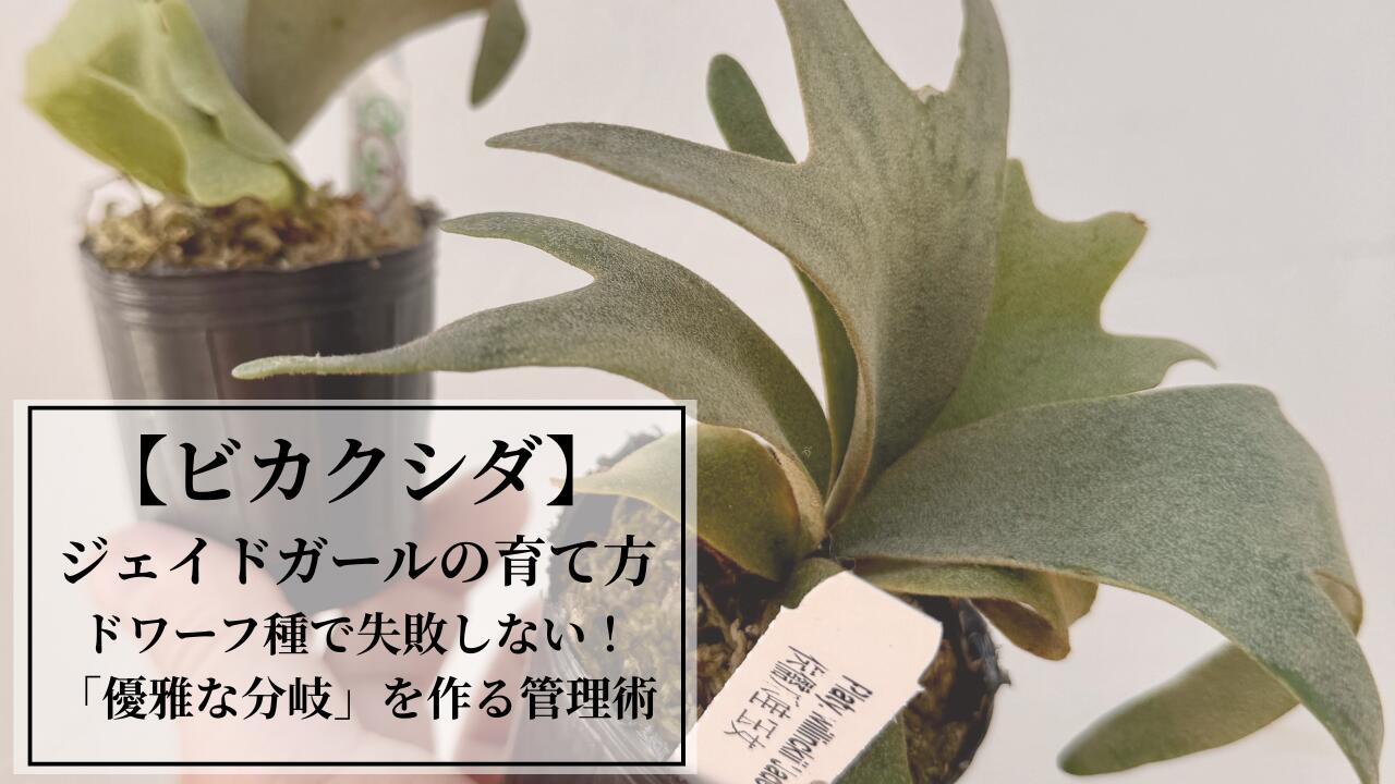 楽天市場 | 森水木のラン屋さん - ビカクシダ・ジェイドガールの育て方