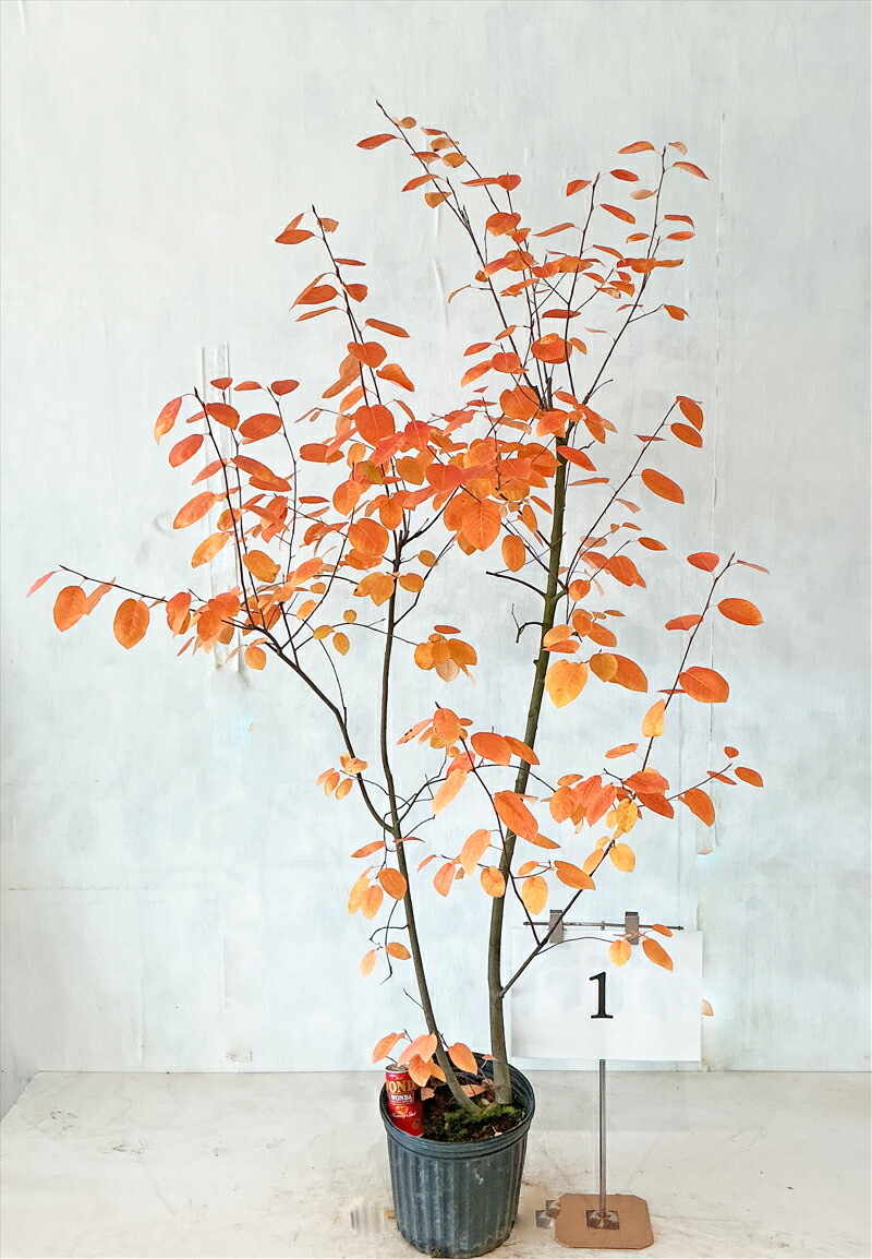 楽天市場】大きいサイズジューンベリーの鉢植え（テラコッタ鉢33cm