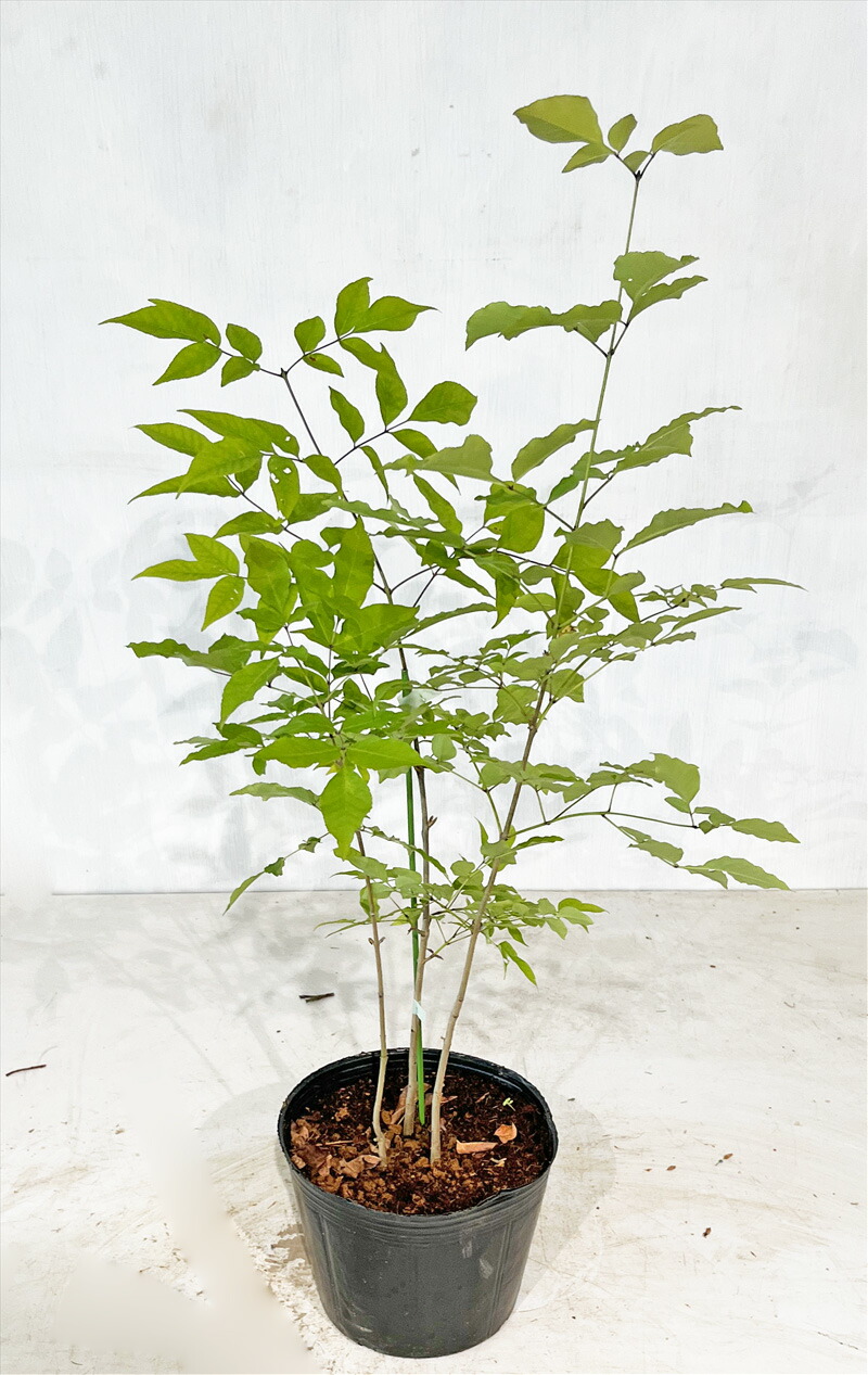 楽天市場】アオダモ 株立 寄せ植 高さ0.5m(鉢底から ）6号鉢 サンプル