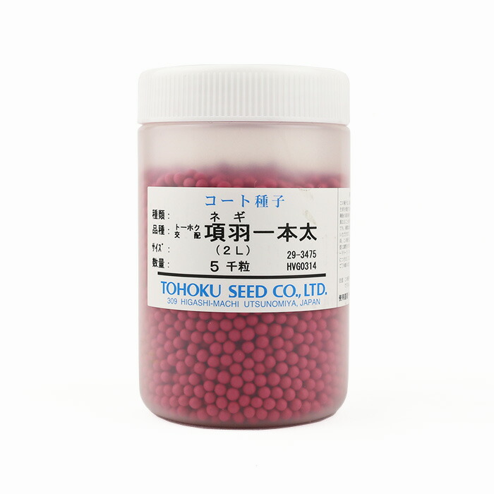楽天市場】項羽一本太(THN160)【トーホク種苗】 コート5000粒【ネギ