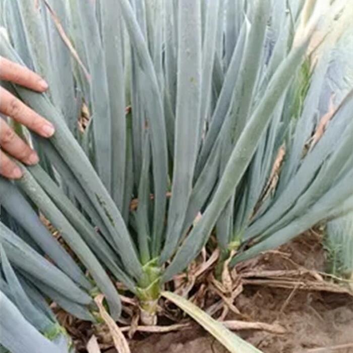 楽天市場】項羽一本太(THN160)【トーホク種苗】 コート5000粒【ネギ