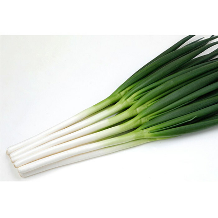 楽天市場】白翠（KAA-001）コート6000粒 カネコ種苗【ネギ参謀（埼玉県