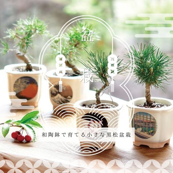 楽天市場】【スーパーセール29%オフ!xエントリーで全品P10倍】シール付