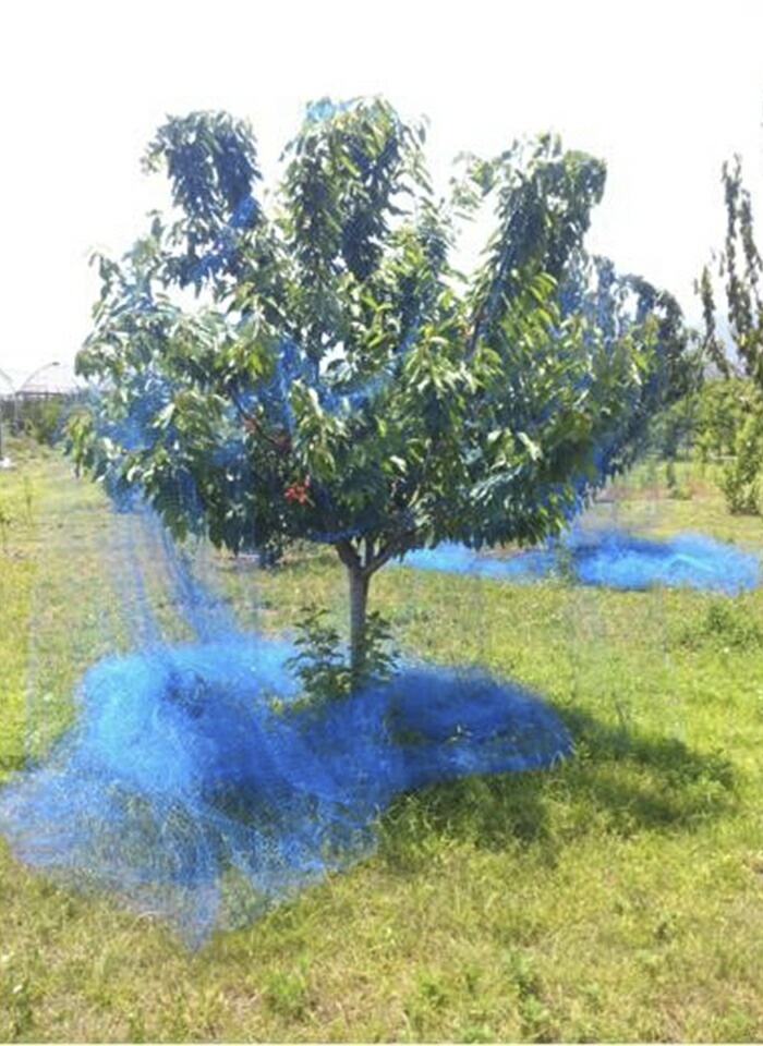 楽天市場】日本マタイ 防鳥網 直がけ 果樹用 6m×6m ブルーベリー