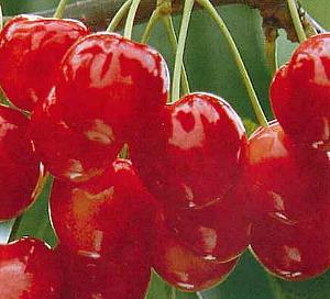 苗 紅きらり」の人気商品一覧 | 安い商品を通販サイトから探す - 価格.com