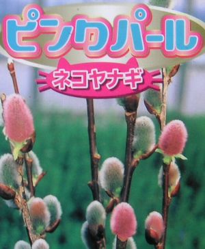 楽天市場】ネコヤナギ ピンクパールネコヤナギ 3寸ポット植え ねこ