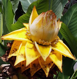 楽天市場】チユウキンレン（雲南地湧金蓮）5寸ポット植え : 日本花卉