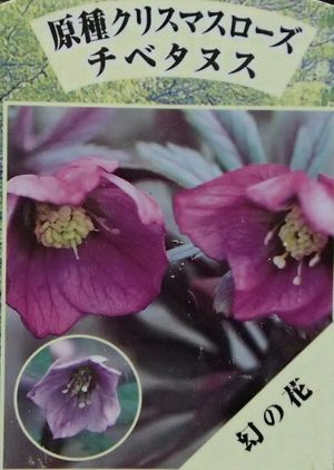 楽天市場】【アジア原産の幻の原種クリスマスローズ】 チベタヌス