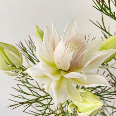 楽天市場】大株 セルリア（blushing bride ）ブラッシングブライド 7寸