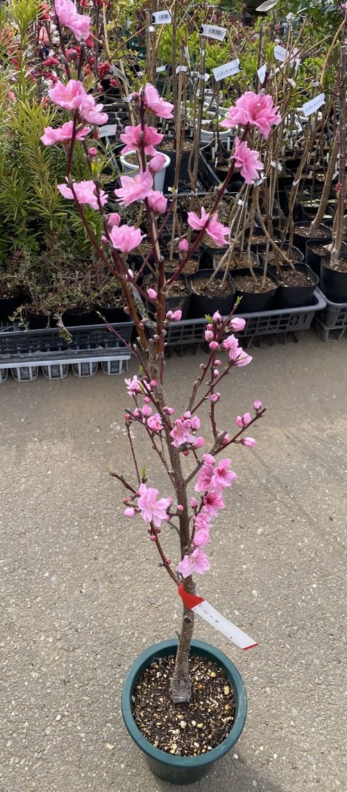 楽天市場】照手姫 花桃 苗木 6寸鉢植え テルテヒメ てるてひめ【庭木