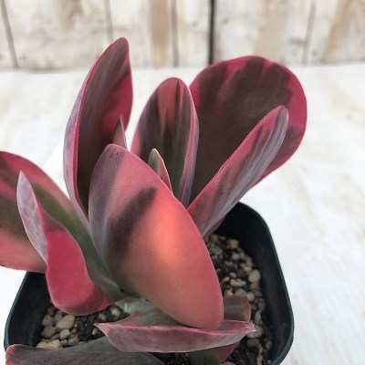 楽天市場】多肉植物 caカランコエ 斑入りデザートローズ 多肉植物 9cm