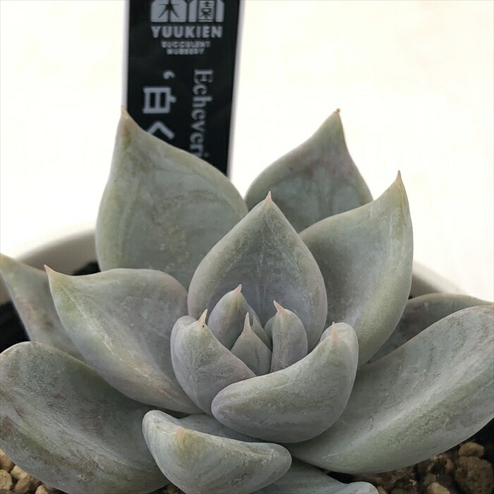 楽天市場】多肉植物 yukエケベリア 白くま 多肉植物 優木園さんの苗