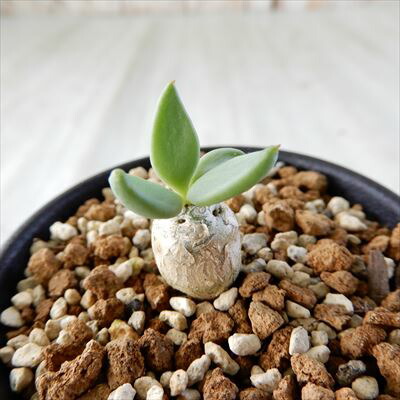 楽天市場】多肉植物 ca チレコドン レティキュラータ 万物想 実生苗