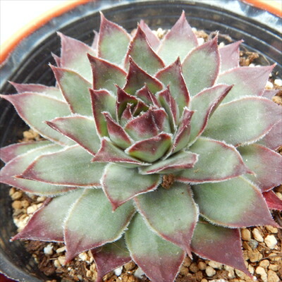 センペルビウム輸入 Samuray センペルビウム輸入 Cheli - メルカリ