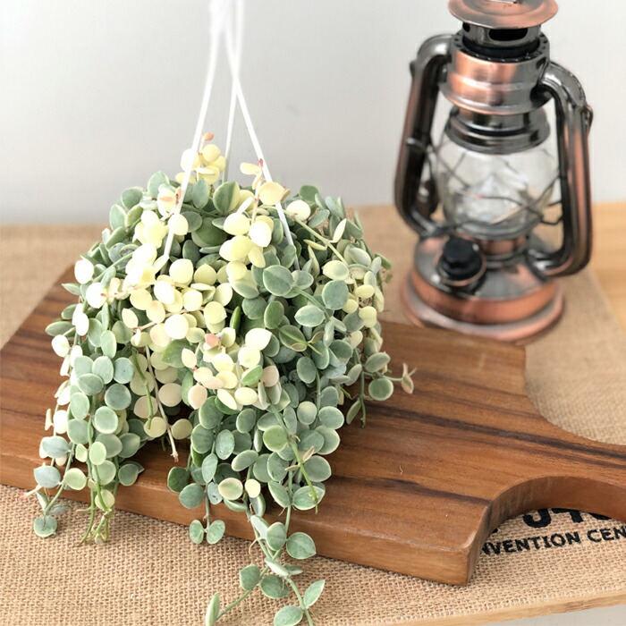 楽天市場】観葉植物 ディスキディア ヌンムラリア バリエガータ 2.5号