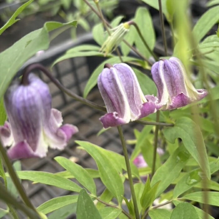 楽天市場】壺 クレマチス（苗物｜ガーデニング・農業）：花・ガーデン