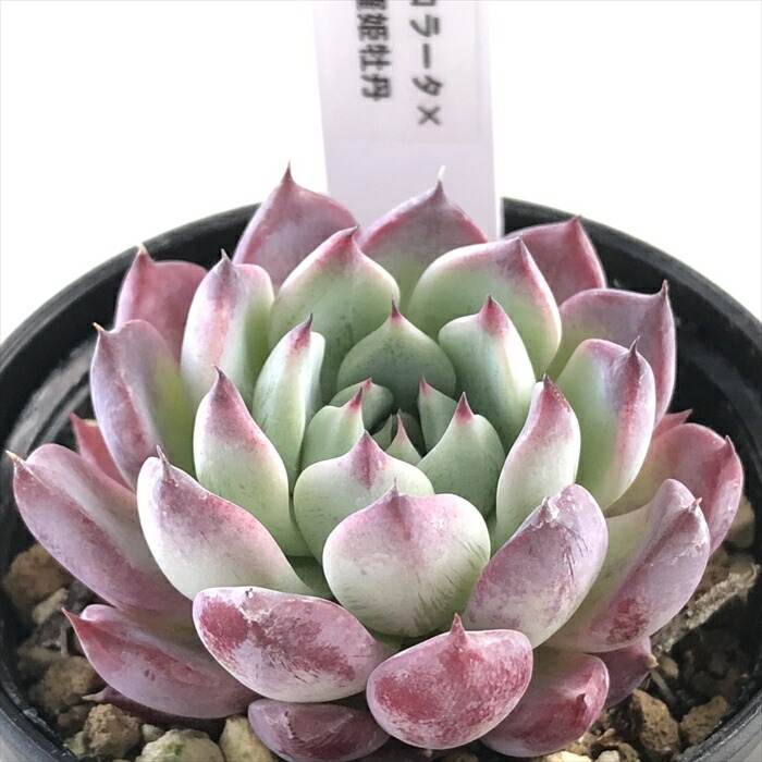 楽天市場】多肉植物 TYエケベリア コロラータ×沙羅姫牡丹 多肉植物 TY