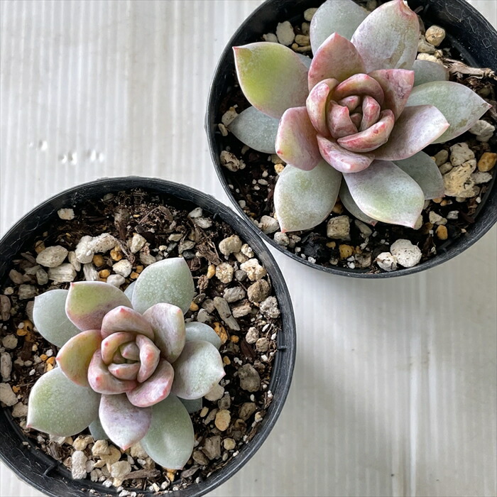 楽天市場】多肉植物 skエケベリア ドイツシャンペン 多肉植物