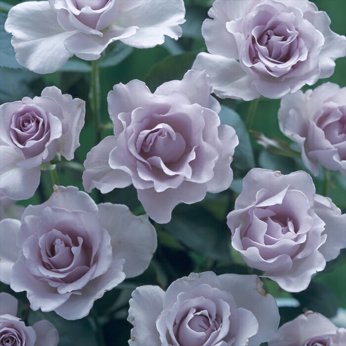 激レア バラ苗 シルバーグレーの海外新品種 1株のみ 入手困難 激レア