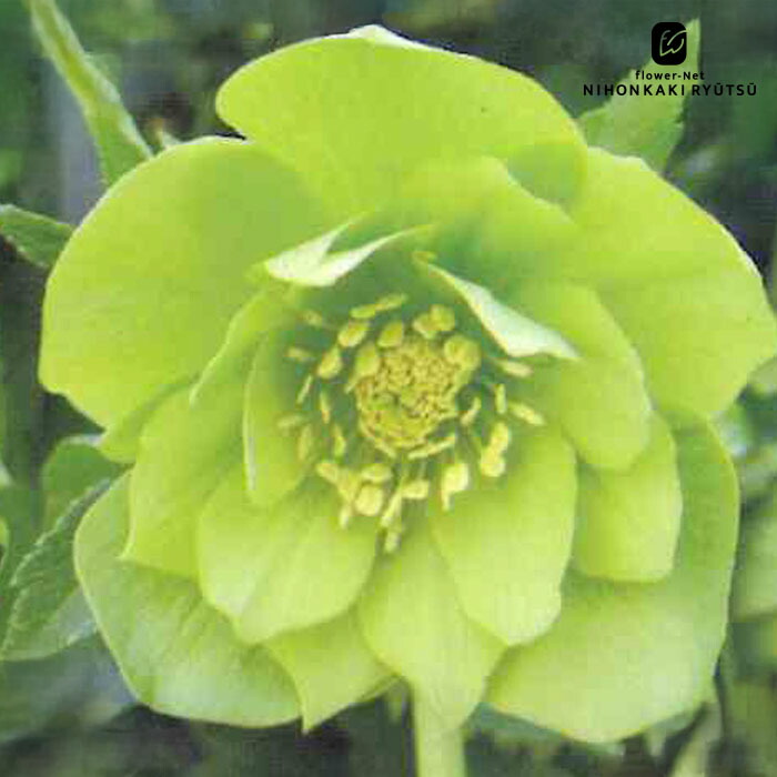 楽天市場】クリスマスローズ グリーンゴールドの通販