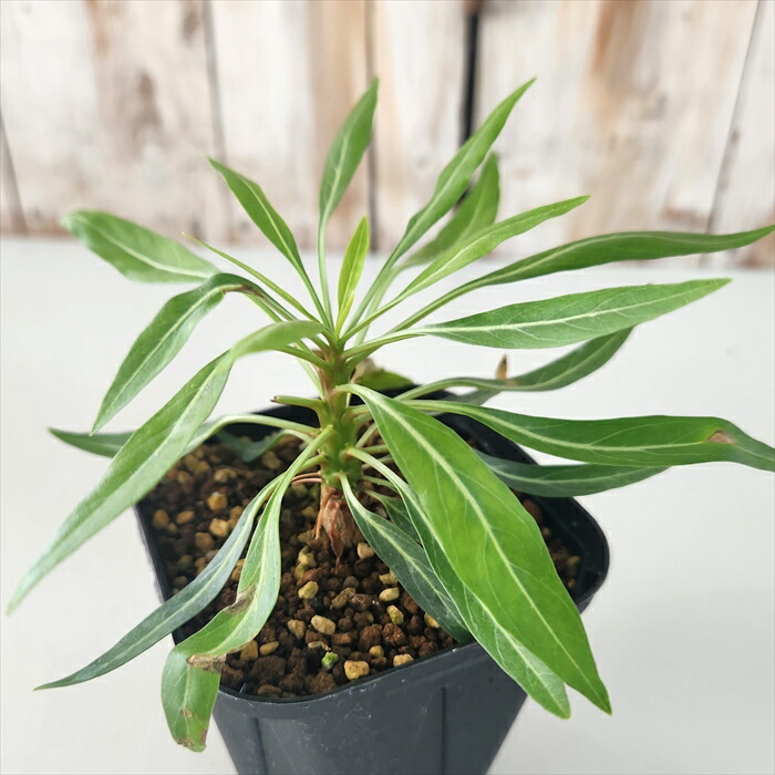 楽天市場】多肉植物 caフォークイエリア プルプシー 9cmポット 送料