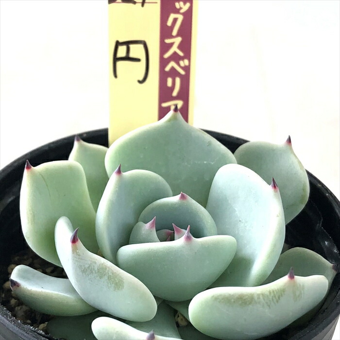 楽天市場】多肉植物 oriミックスベリア No.029 円 多肉植物 おらいさん