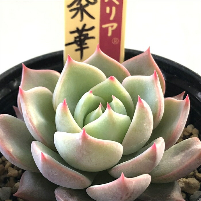 楽天市場】多肉植物 oriミックスベリア No.050 桃染華 多肉植物 お