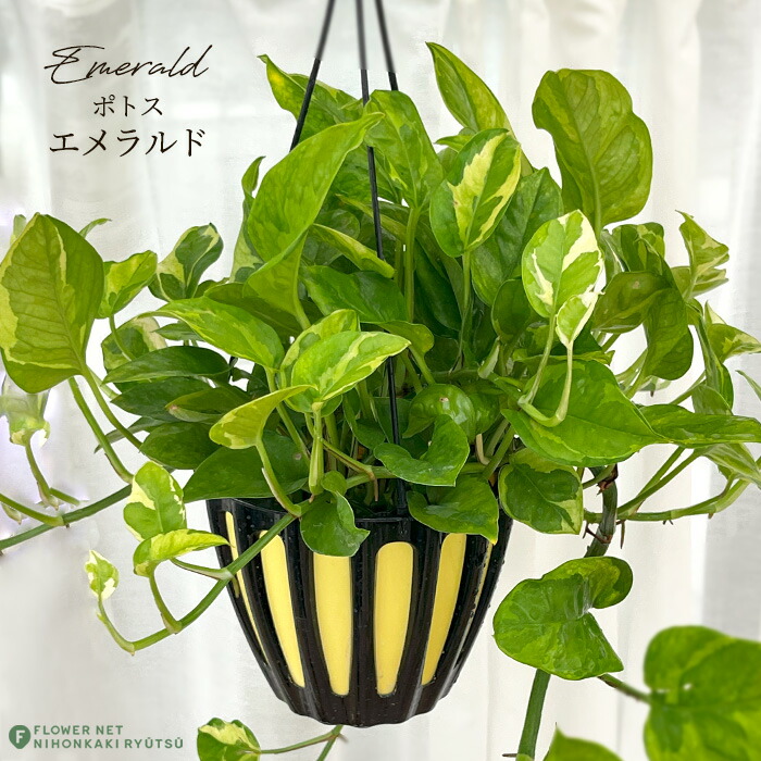 楽天市場】観葉植物 ポトス エメラルド 5号 吊り鉢 吊り下げ