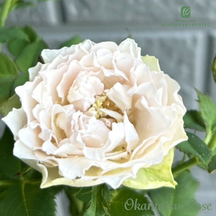 楽天市場】予約販売 バラ苗 バラ大苗 刀 契約品種 薔薇 ばら 送料無料