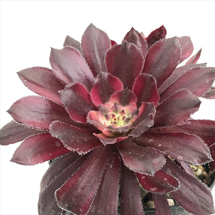 楽天市場】多肉植物 caアエオニウム マリド錦 多肉植物 アエオニウム