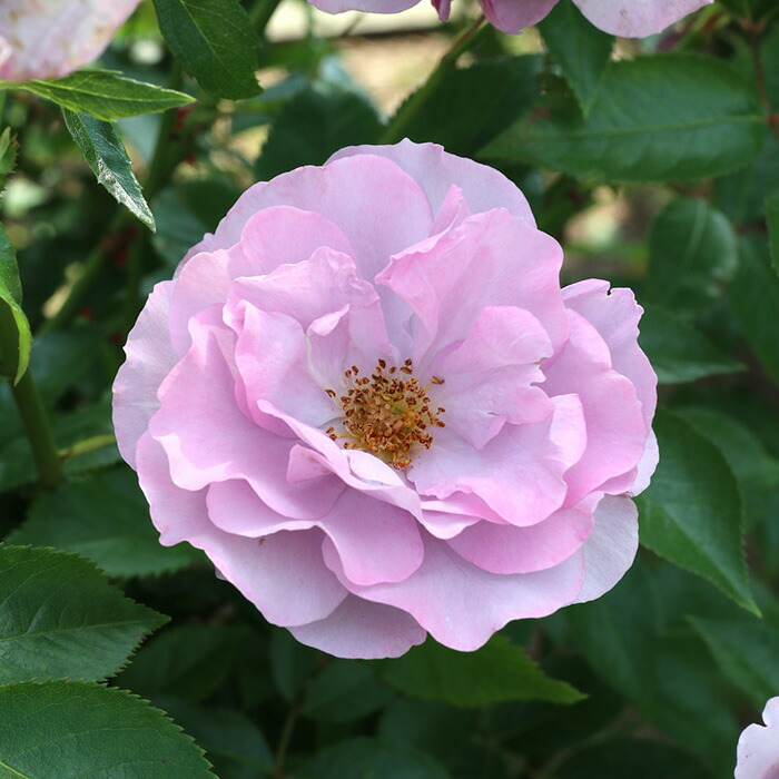 楽天市場】予約販売 バラ苗 バラ大苗 ロサ オリエンティス