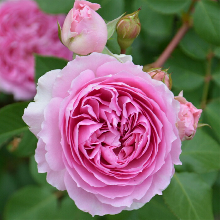 楽天市場】予約販売 バラ苗 バラ大苗 ロサ オリエンティス 楼蘭（ろう