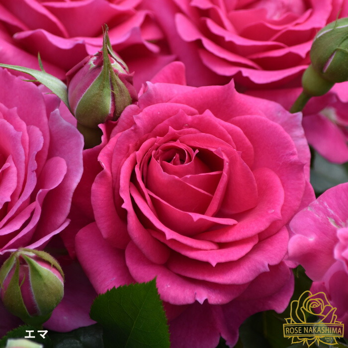 楽天市場】予約販売 バラ苗 バラ大苗 エマ 薔薇 ばら 送料無料 ローズ