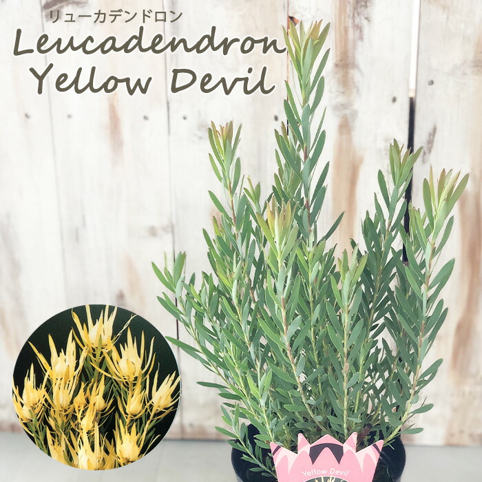 楽天市場】リューカデンドロン イエローデビル 5号鉢 Yellow Devil