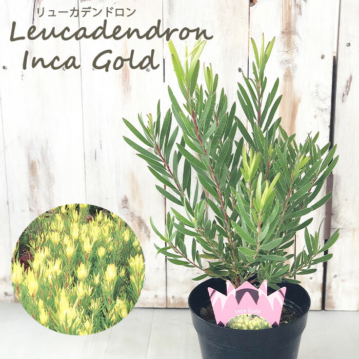 楽天市場】リューカデンドロン インカゴールド 5号鉢 Inca Gold