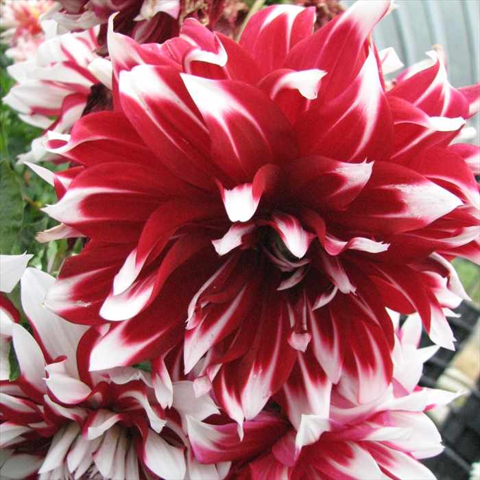 ダリア咲クラッシックピンク×キラメキ⭐︎多弁レッド★クリスマスローズ苗 クリスマスローズの苗｜タキイネット通販【公式】