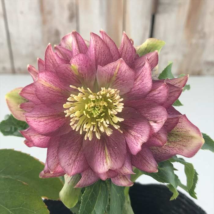 クリスマスローズ　一茶　認定　曽田園芸 曽田園芸さんオリジナルのローズ #一茶 綺麗なエメラルドグリーンに白