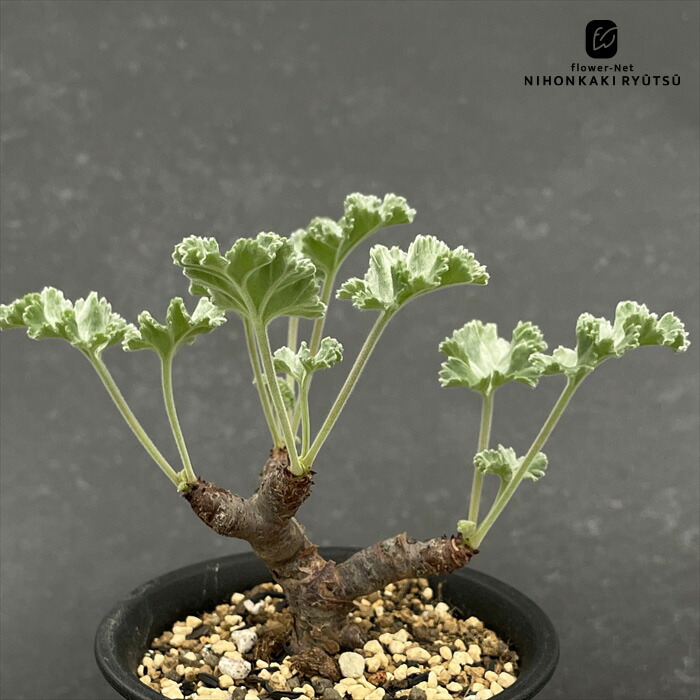 楽天市場】多肉植物 caペラルゴニウム ミラビレ 多肉植物 送料無料