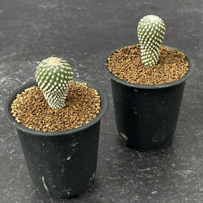 楽天市場】caサボテン ペレキフォラ 銀牡丹 実生 送料無料 サボテン