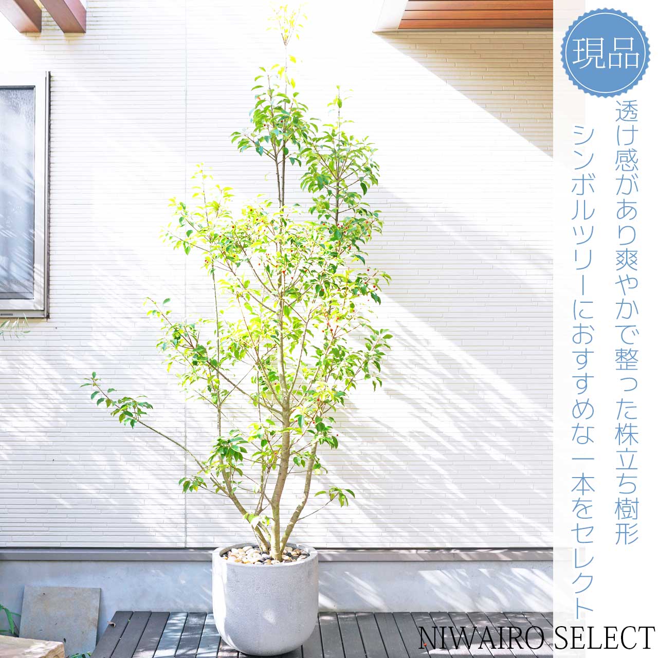 楽天市場】鉢植え【ソヨゴ】 株立ち 自然樹形 雌株 全高H≒235 × 枝張W